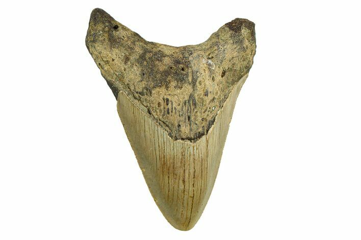 Serrated, Fossil Megalodon Tooth - North Carolina #295378